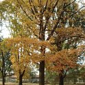 Quercus rubra automne